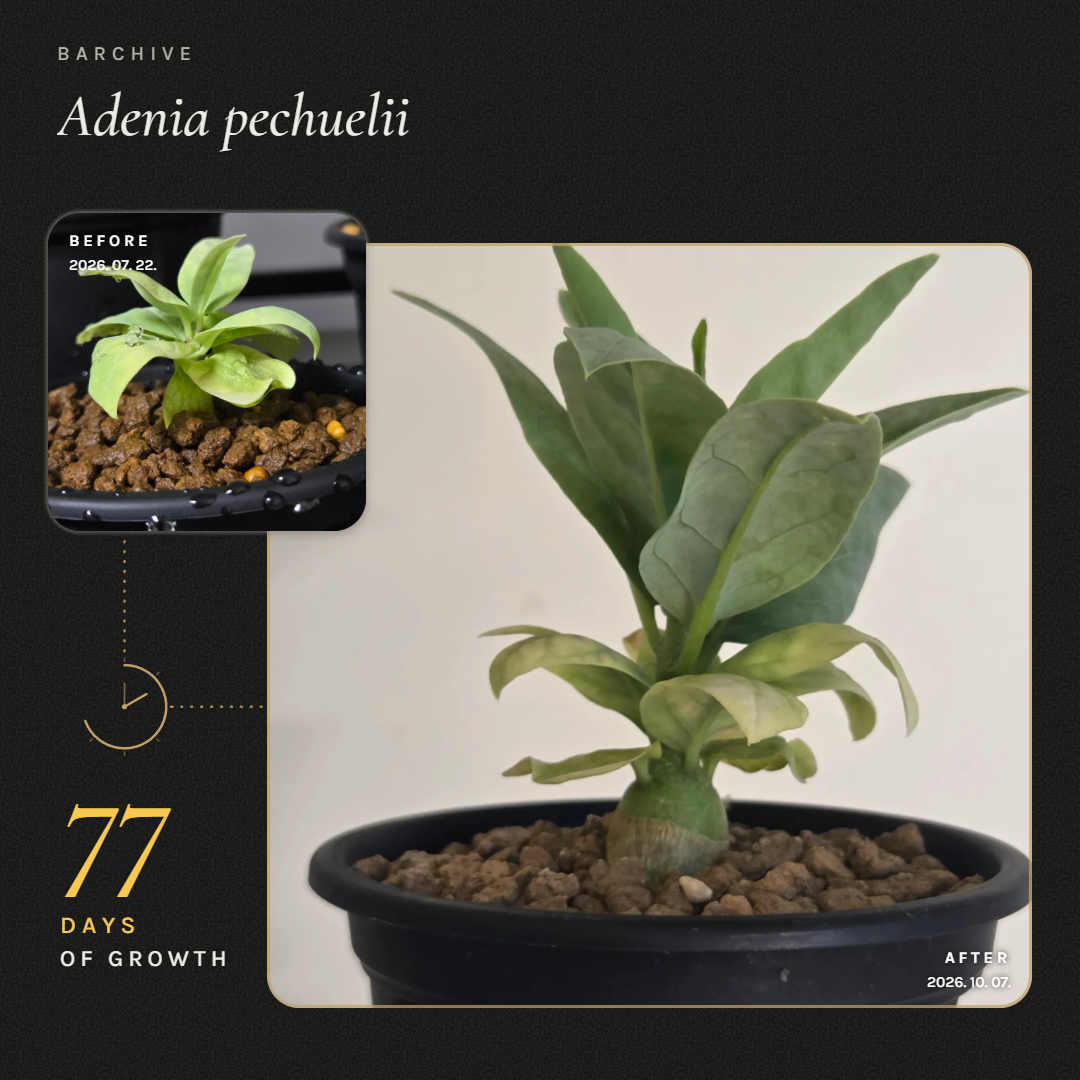 Archive · Adenia pechuelii