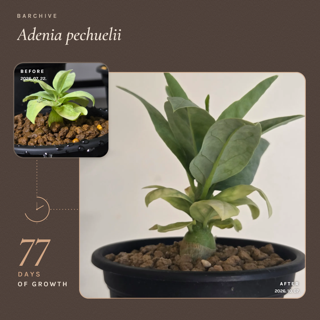 Cocoa · Adenia pechuelii