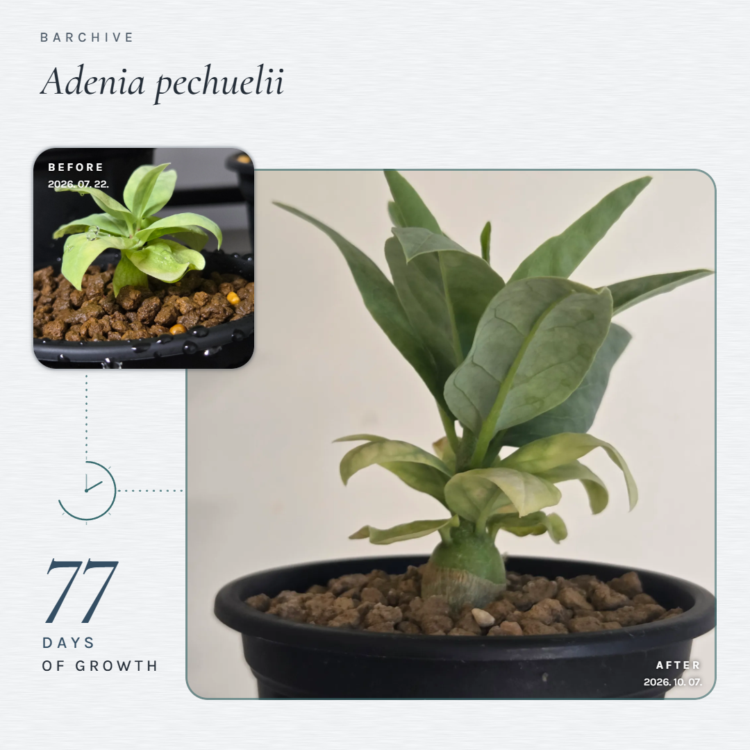 Gallery · Adenia pechuelii