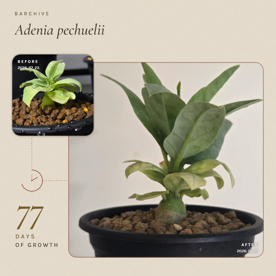 Paper · Adenia pechuelii