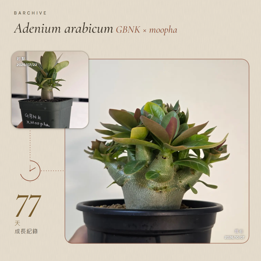 由真實 Adenium 紀錄製作、相隔 77 天的成長比較圖
