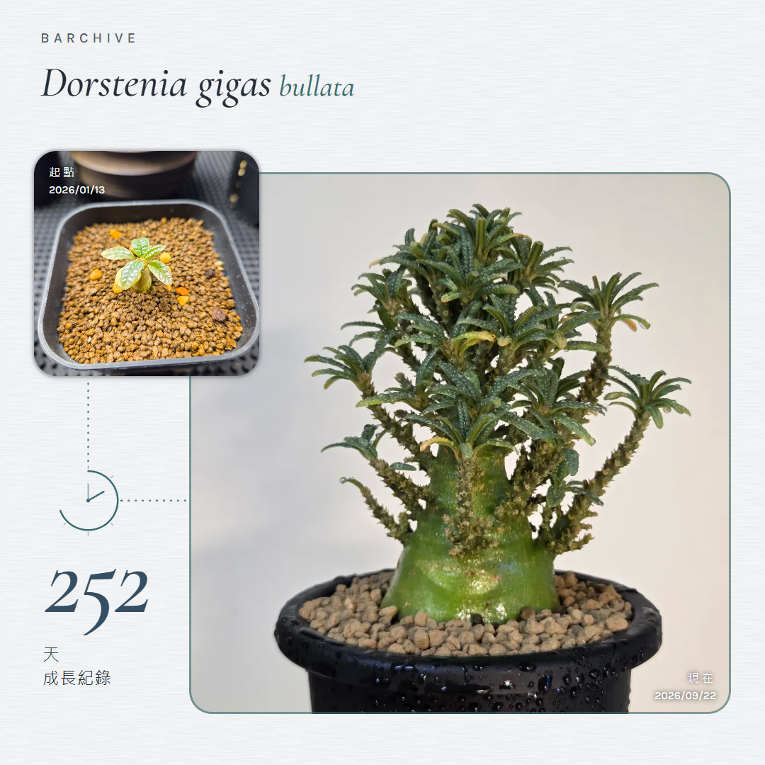 Gallery 風格的 Dorstenia 成長比較圖，呈現 252 天內從幼苗長成枝幹的樣子
