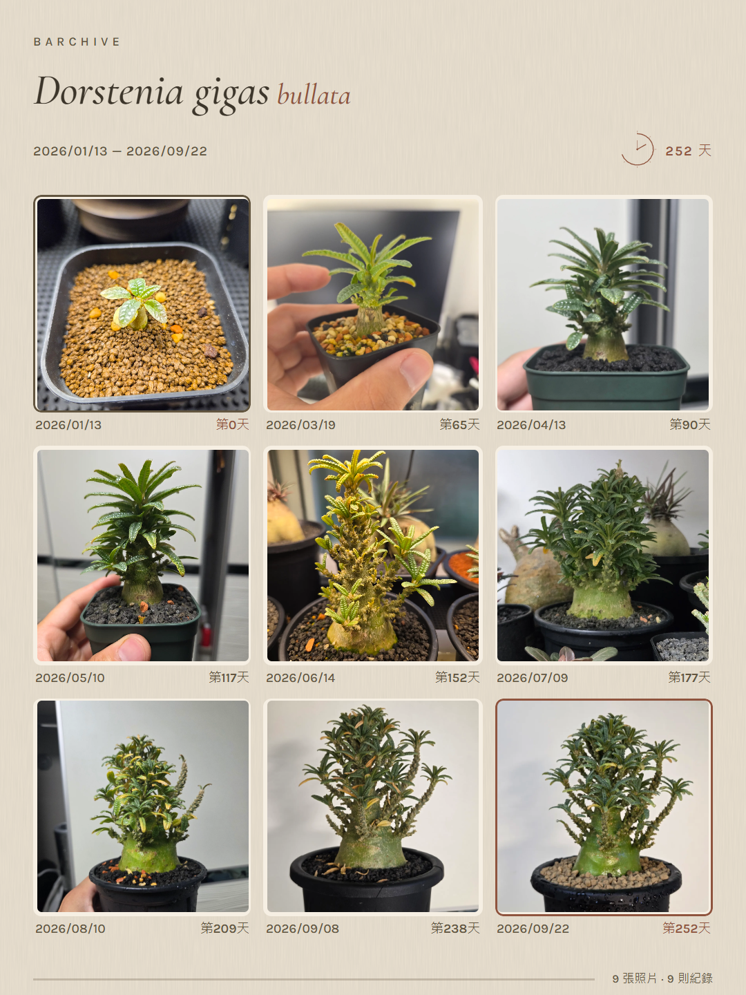 由 252 天內 9 張 Dorstenia 紀錄照片製作的成長拼圖