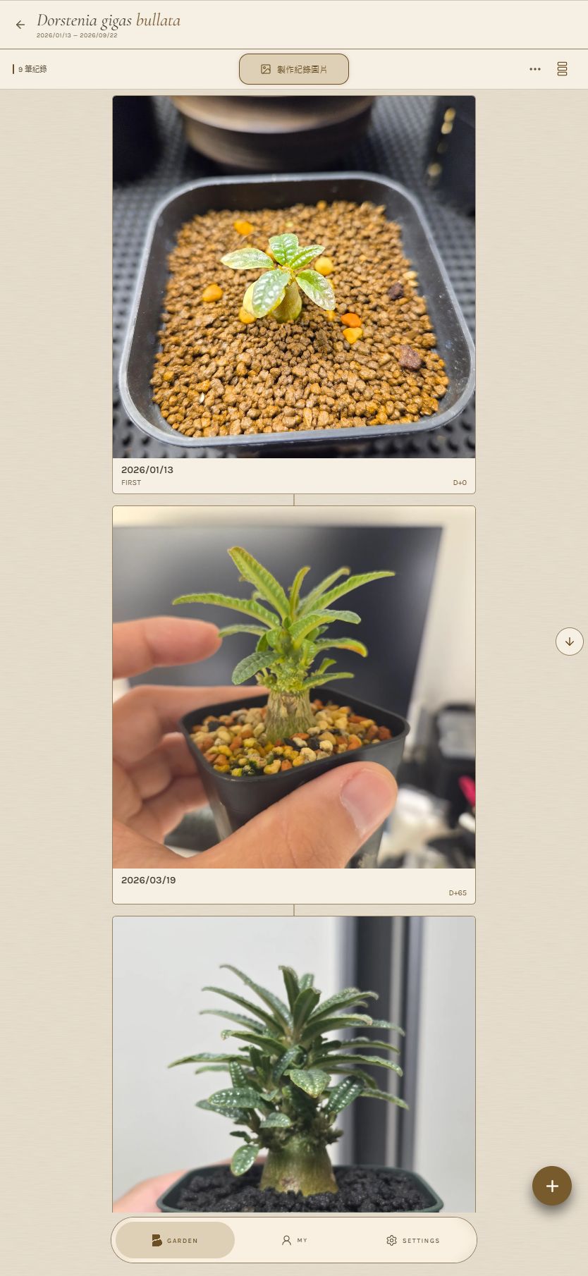 串成一列的 Dorstenia 大圖照片